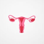 Wypadanie macicy - przyczyny, objawy, sposoby leczenia Minimalist graphic illustration of the female reproductive system in shades of pink on a white background.
