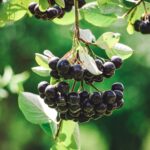 black round fruits on green leaves